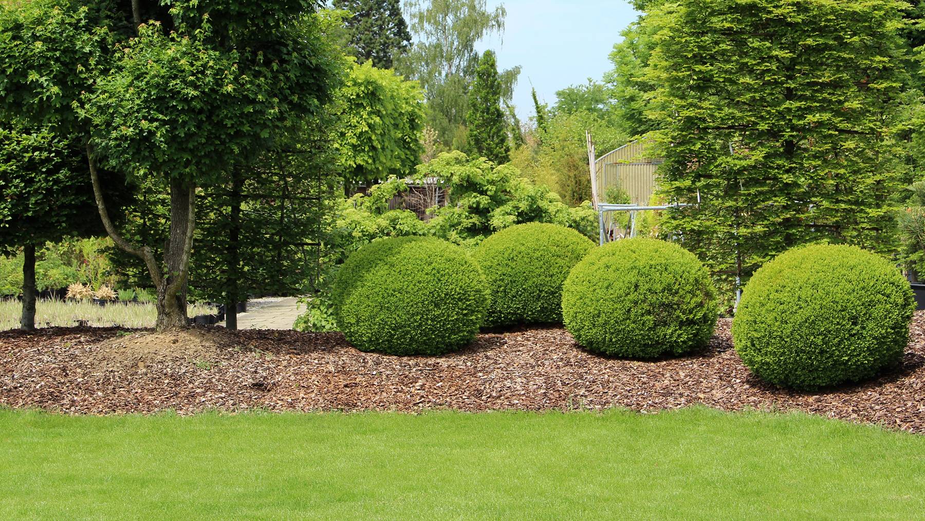 Tree & Shrub Services